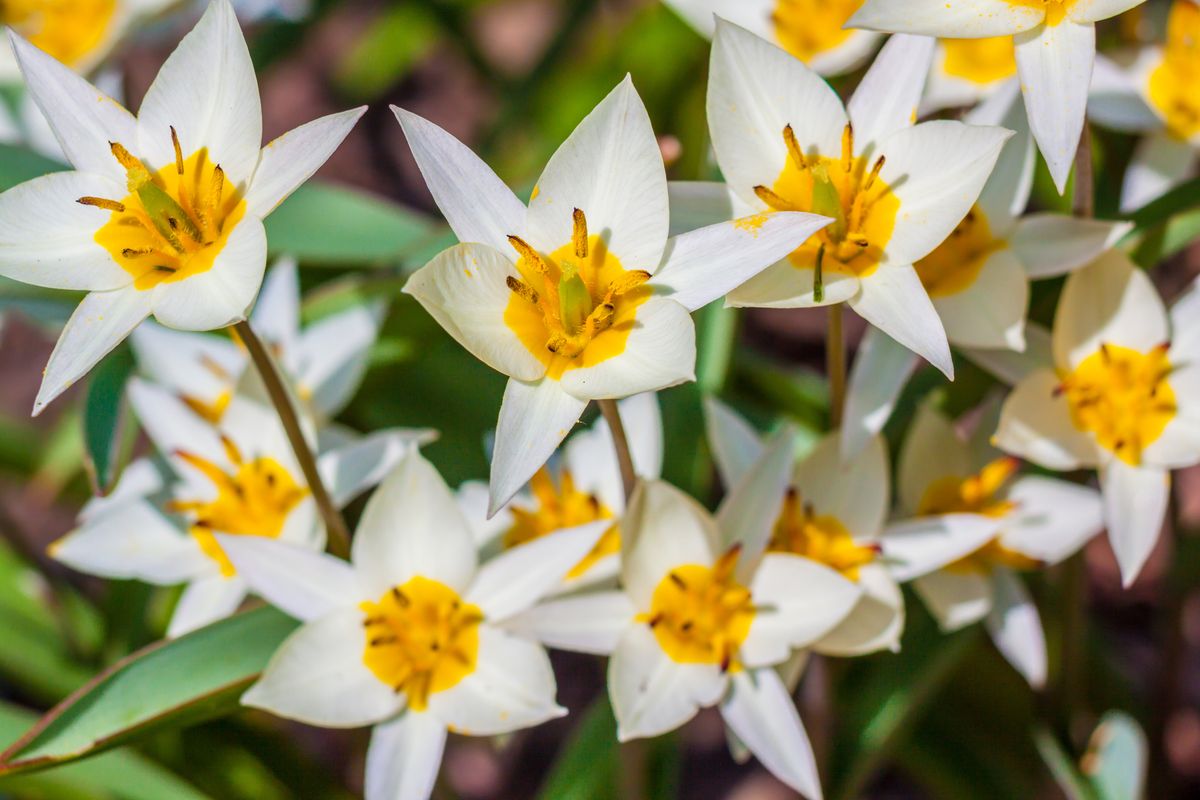 Do Tulips Come Back? Here Are 10 Of The Best For Repeat Flowering