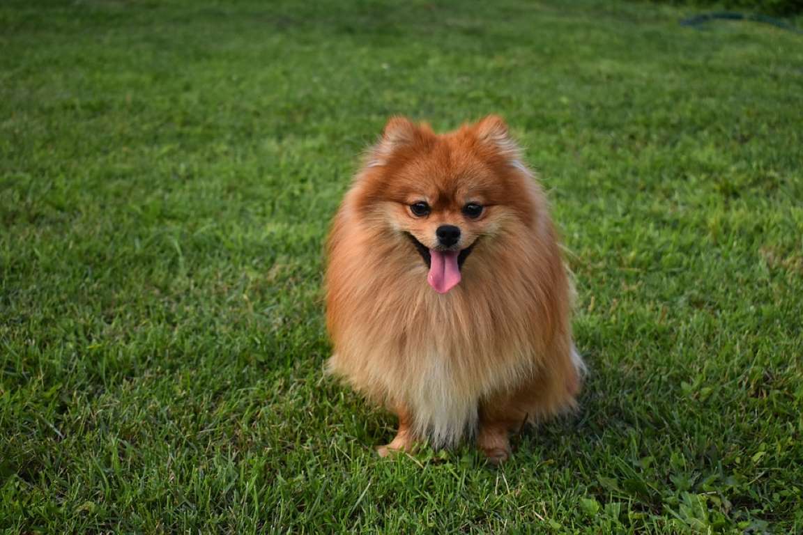 The Longest Living Dog Breeds