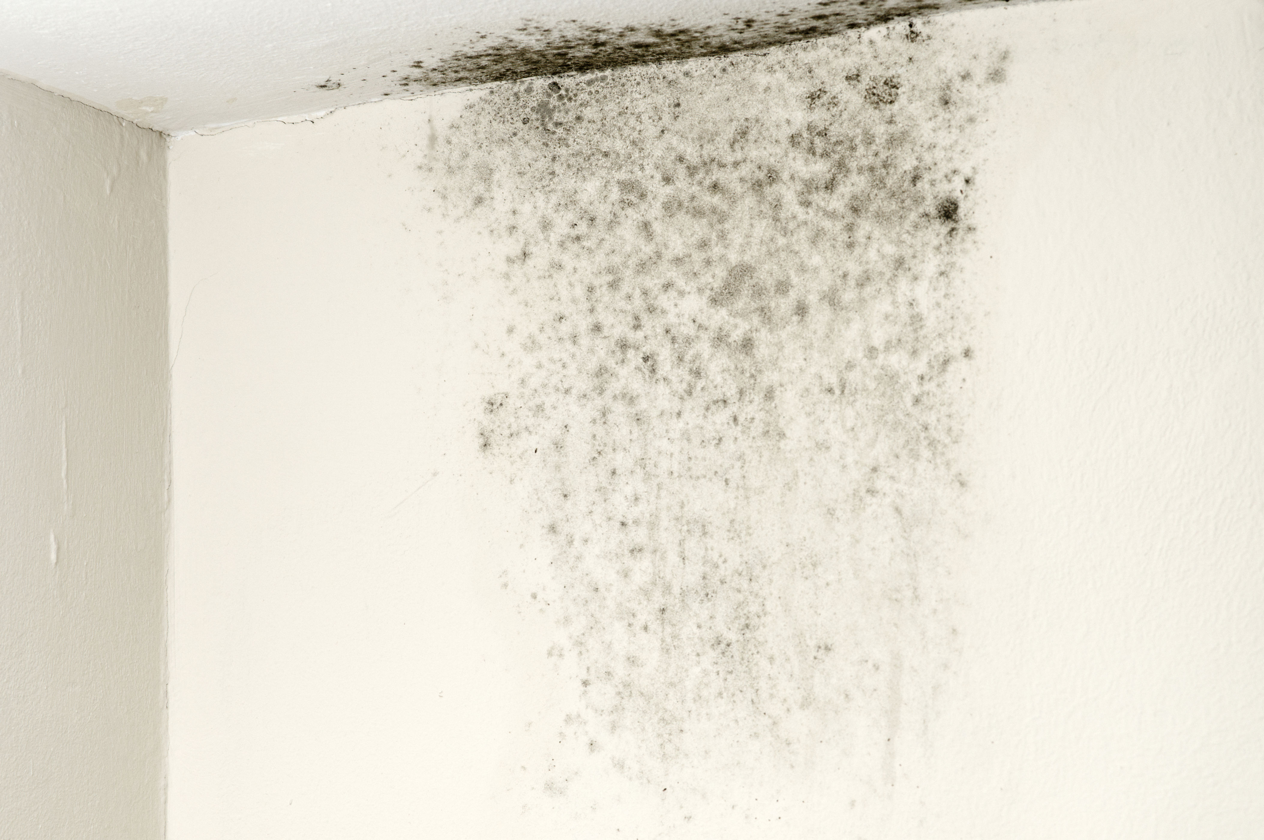 mould prevention could be as simple and affordable as switching on the fan