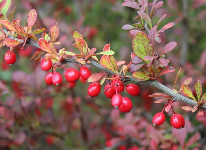 Barberry Basics: A Guide To Popular Barberry Bush Varieties