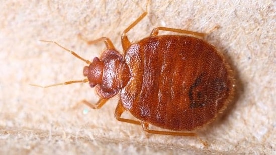 from chicago to new york, here are 2024's worst cities in us for bed bugs