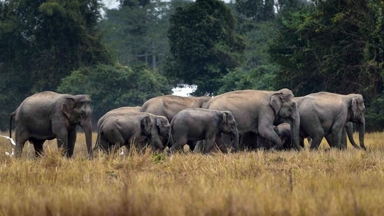 when elephants help in the efforts to reduce human-animal conflict