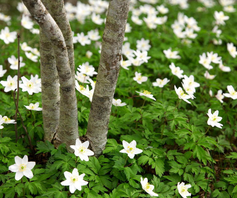 If you're looking to create a woodland feel with your best plants under trees, try wood anemones (Image credit: AndrewLilley / Getty Images)