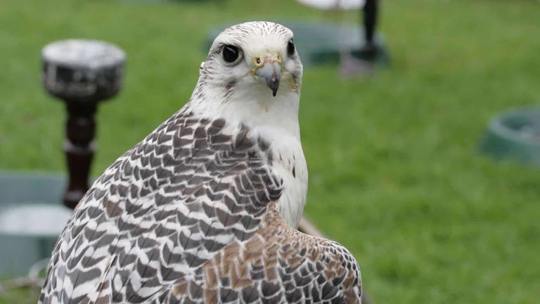 Falcons In California: A Fascinating Bird-watchers’ Guide