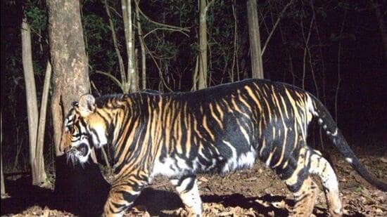 odisha’s melanistic tiger safari, announced by naveen patnaik, may open in oct