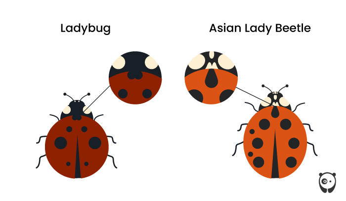 Asian Beetle Vs Ladybug Which Is Invasive And How To Get Rid Of It