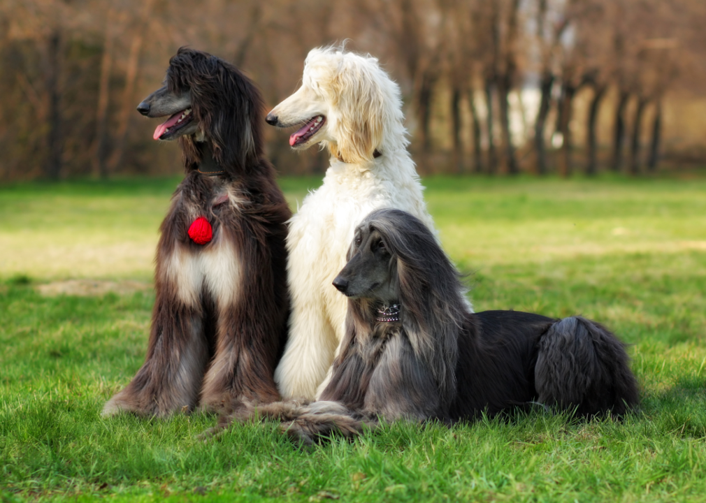 27 dog breeds that do not shed