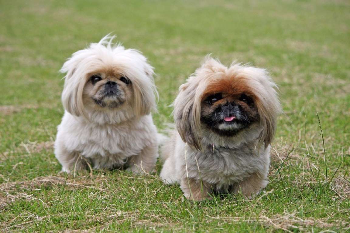 The Longest Living Dog Breeds