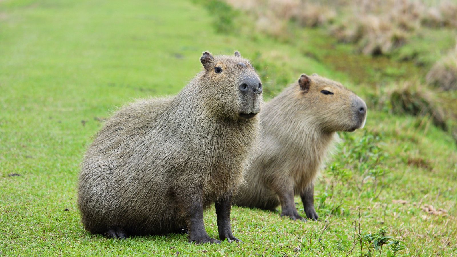 <p><span>These social rodents are the largest in the world and native to South America. They’re known for their sociable nature and interspecies friendships, and are often seen interacting peacefully with both other animals and humans. Some people even keep capybaras as pets. Not to mention, they’re absolutely adorable!</span></p>