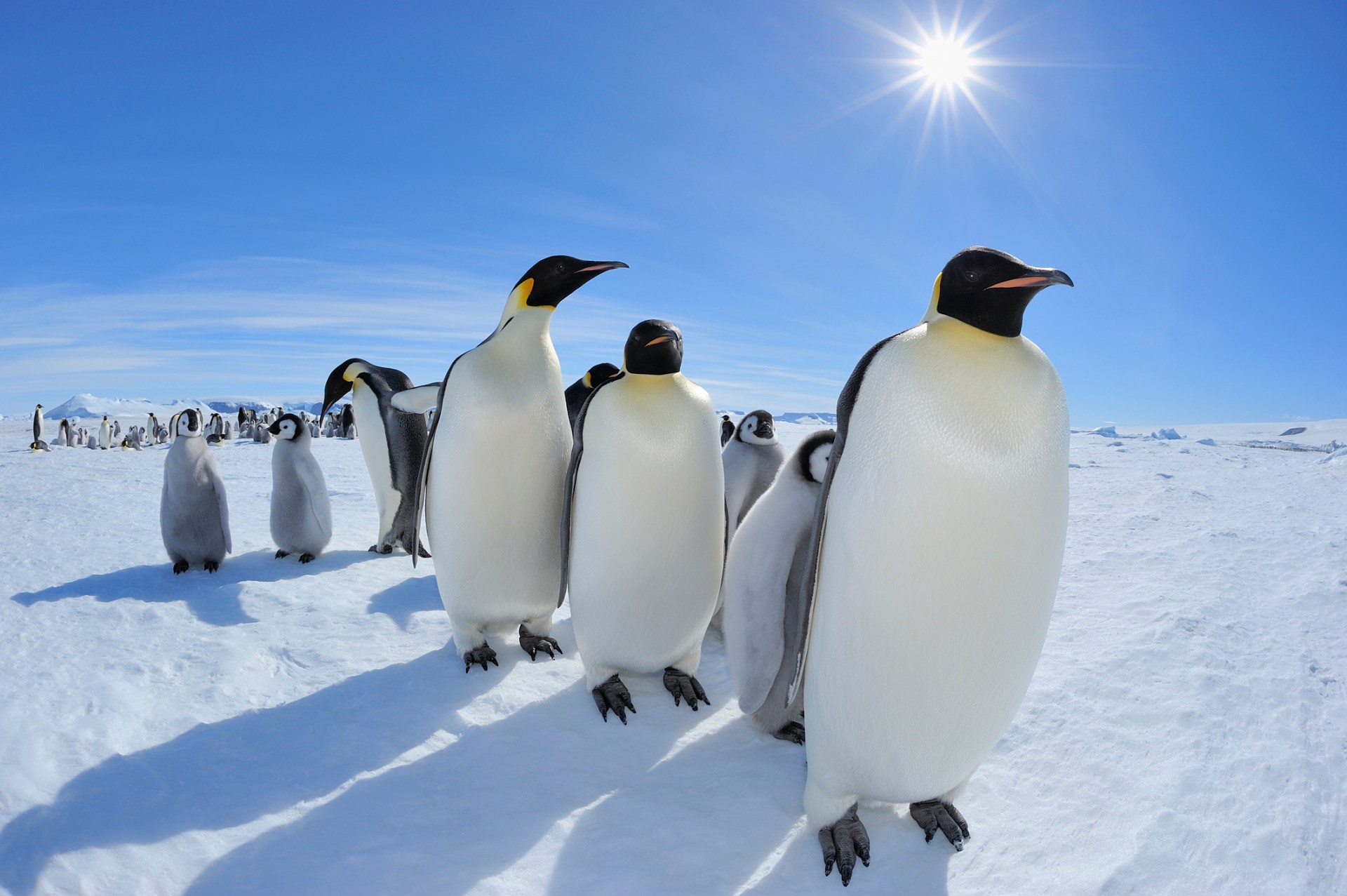 Императорский Пингвин в Антарктиде. Императорский Пингвин Aptenodytes forsteri. Королевский Пингвин в Антарктиде. Императорский Пингвин высиживает. На каком материке обитает императорский пингвин