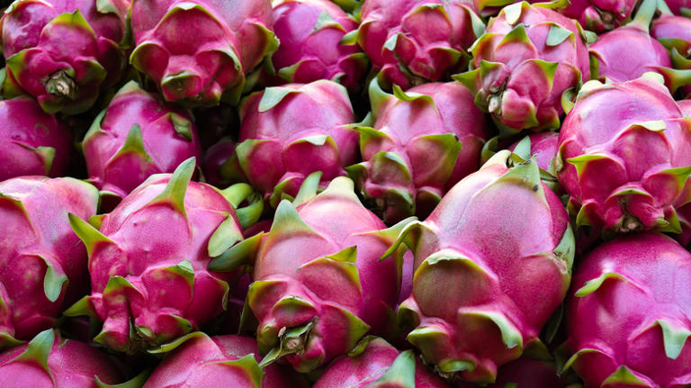 Mistakes To Avoid When Growing Dragon Fruit Plants