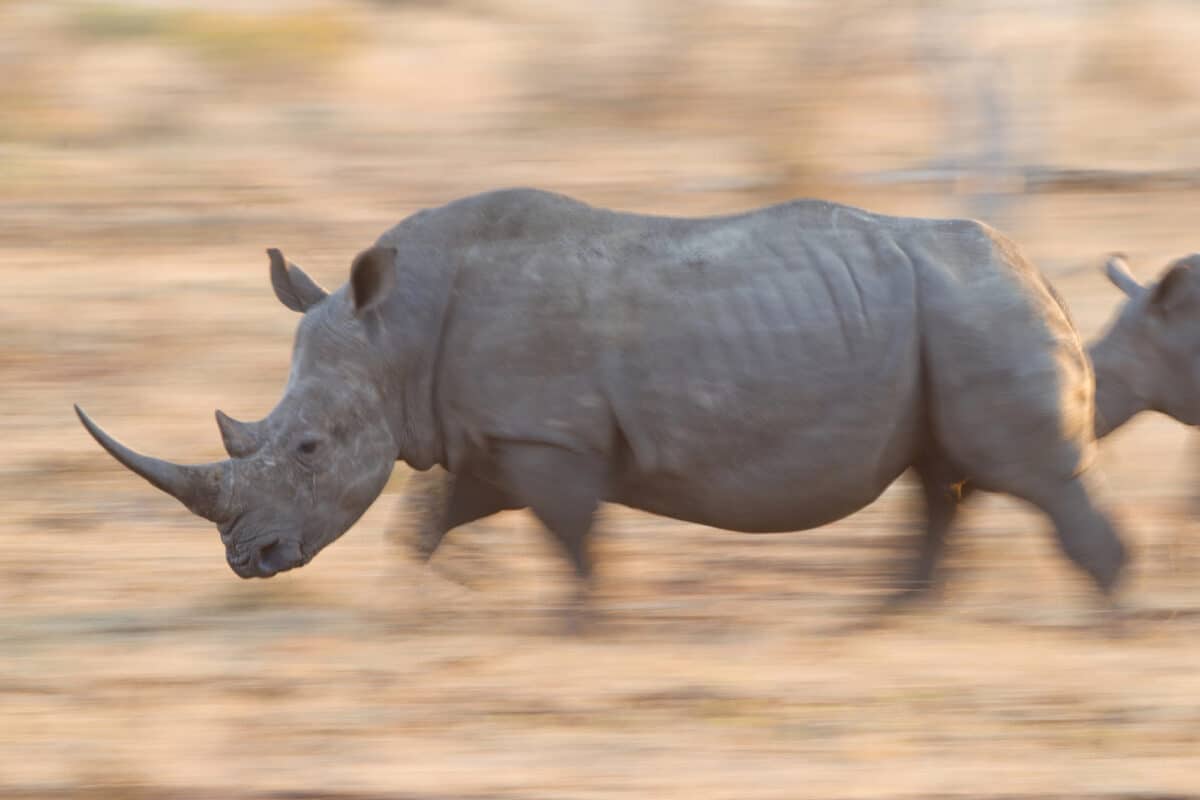 <p>Contrary to their bulky appearance, rhinos are surprisingly fast. They can reach speeds up to 35 mph, a fact that’s often underestimated. The rhino’s speed in the video is a stark reminder of their physical capabilities. </p>