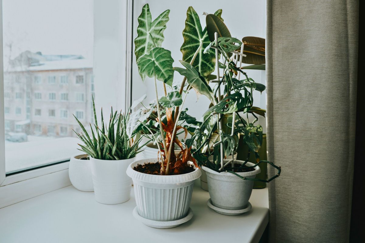 How to boost your potted plants' health in winter using homemade