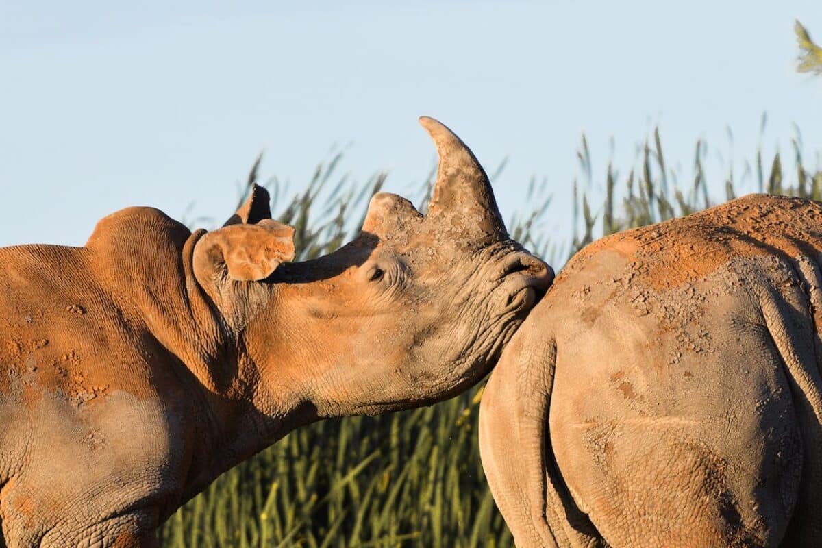 <ul>   <li>Rhino horns are made of keratin, the same substance in human hair and nails.</li>   <li>Despite their size, rhinos have a rather small brain, about the size of a tangerine.</li>   <li>Rhinos communicate through a series of sounds, including snorts, grunts, and even a unique noise resembling a trumpet.</li>  </ul>