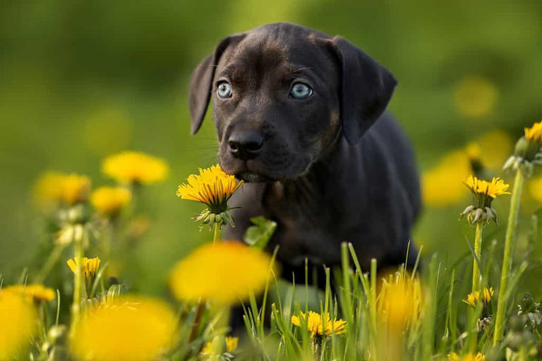 Catahoula Leopard Dog Progression: Growth Chart, Milestones, and ...