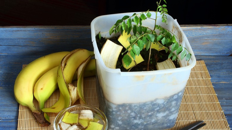 Stop Throwing Away Banana Peels And Use Them In Your Garden   BB1hcZHa.img