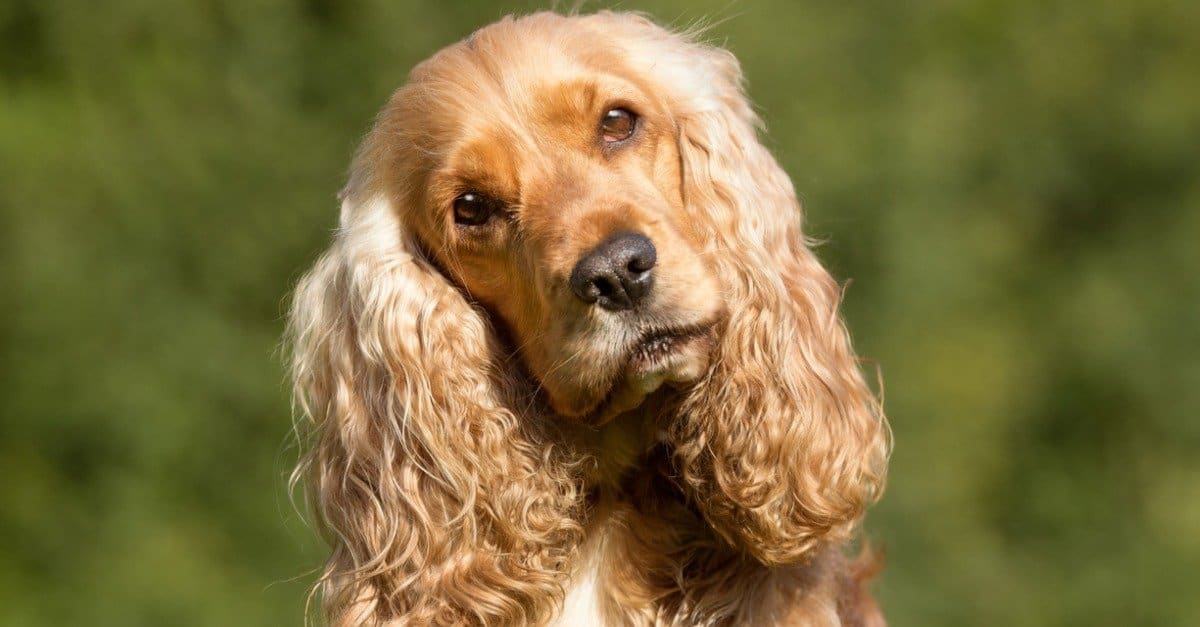 10 Dog Breeds Most Similar to Golden Retrievers