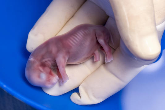 Γεγονός η πρώτη εγκυμοσύνη ρινόκερου με εξωσωματική γονιμοποίηση