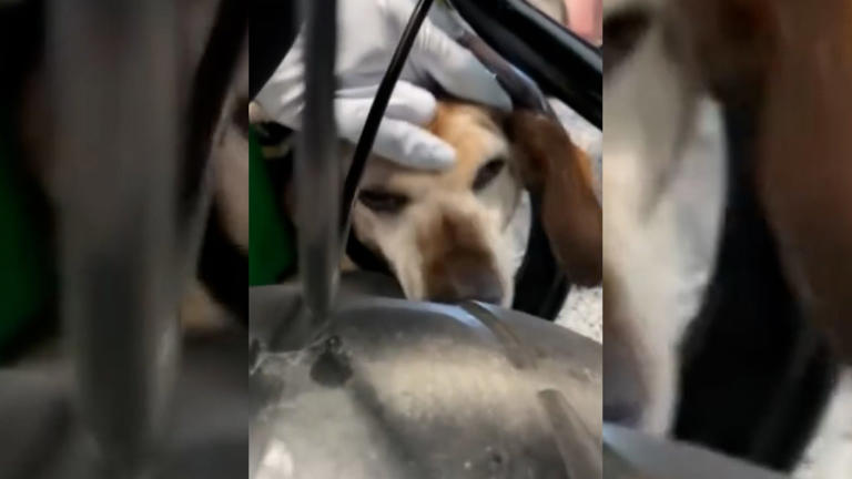 Watch these firefighters rescue a dog whose head is caught in the wheel of a golf cart