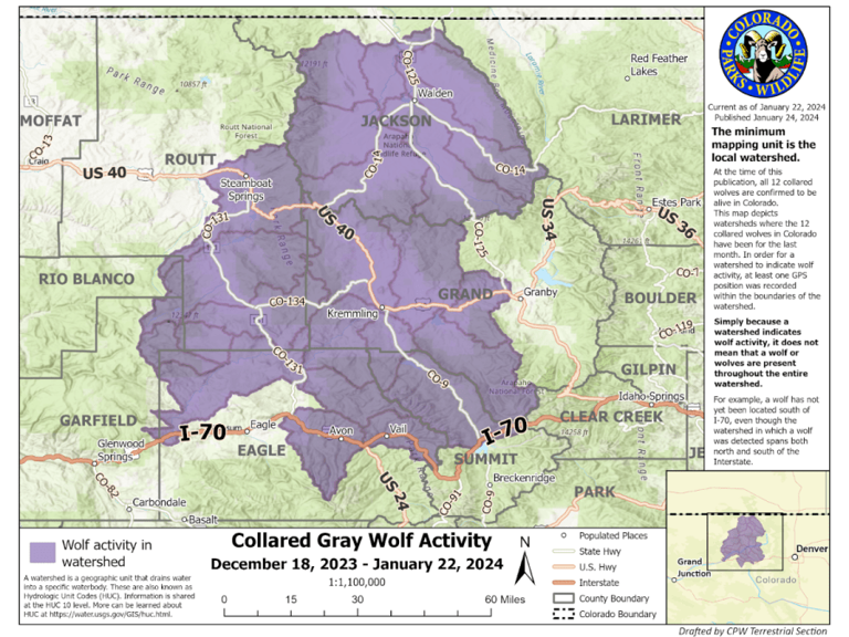 Gray wolves map shows growing movement across Colorado