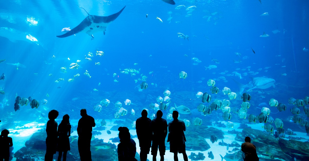 <p> Georgia’s famed Aquarium in Atlanta attracts visitors from far and wide.  </p> <p> They have a huge array of sea life — from penguins and Beluga whales to alligators and whale sharks — and offer education programs, exhibits, animal interactions, and more.  </p>