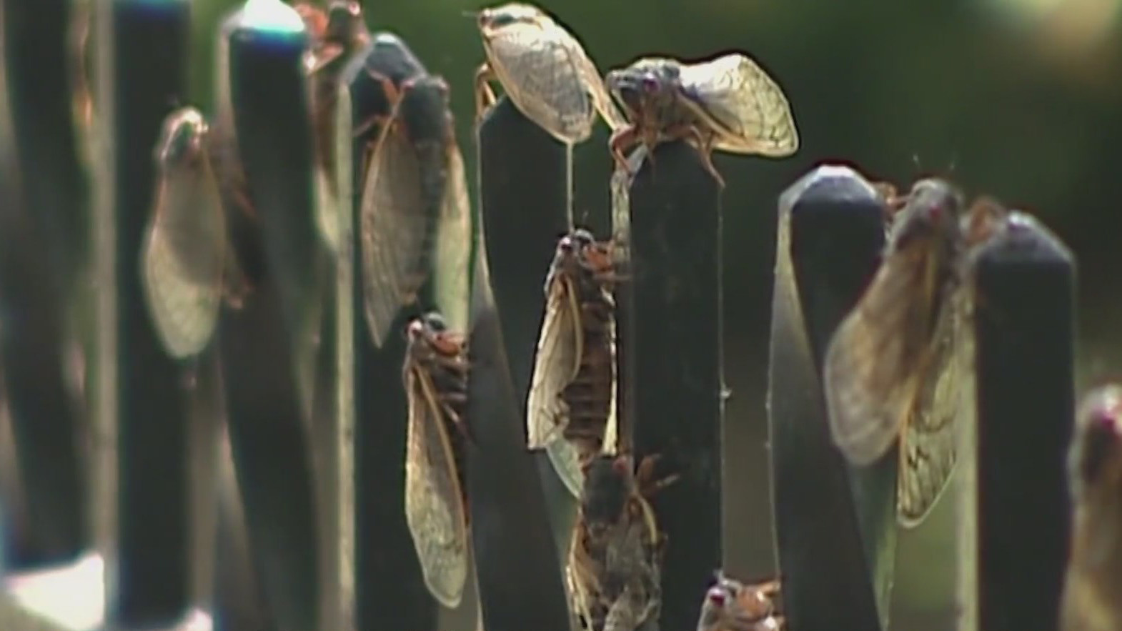 2024 Year of the cicada in Illinois? Local expert weighs in