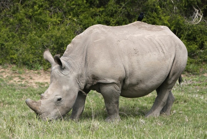 First Ever White Rhino IVF Pregnancy May Save This Sub-Specie From ...