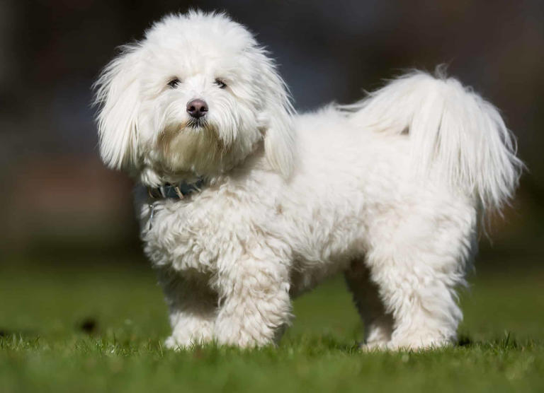 Coton de Tulear Progression Growth Chart, Milestones, and Training Tips