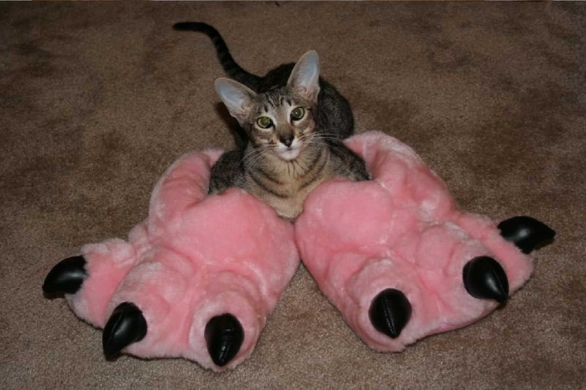 Кошка с большими лапами