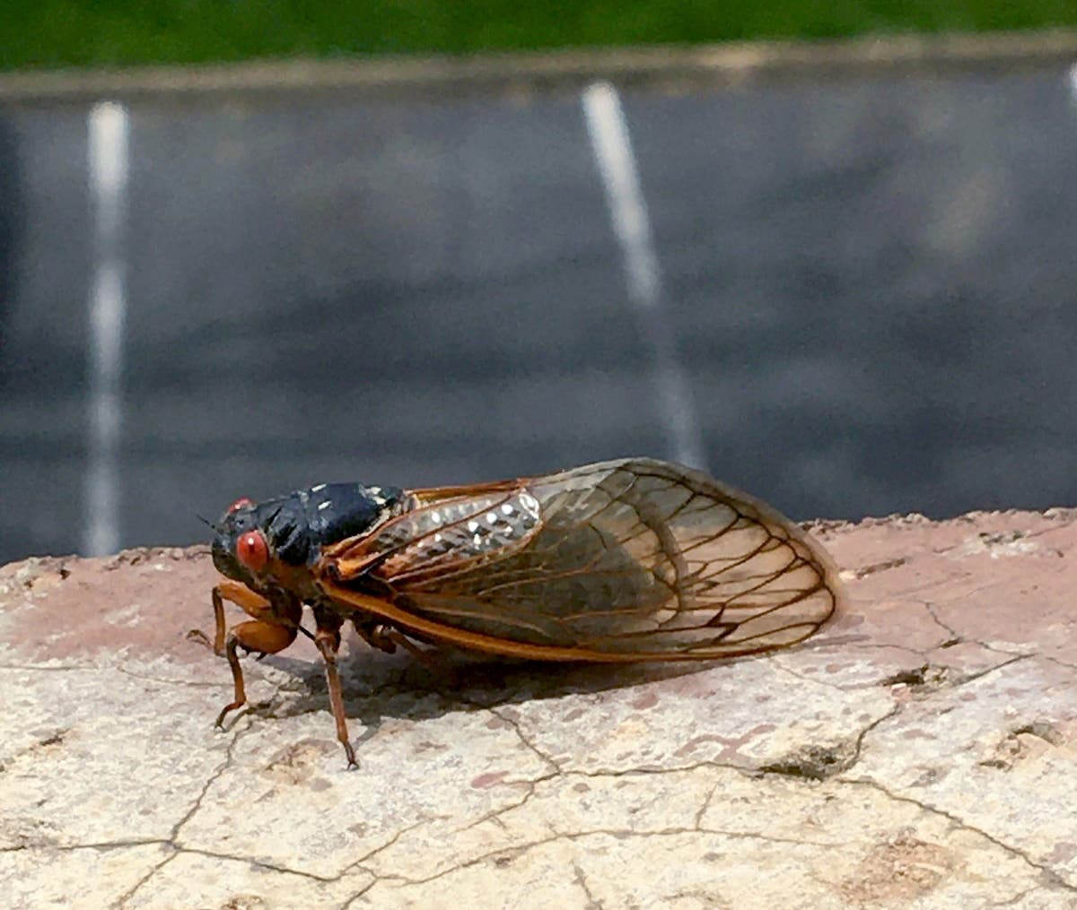 Billions Of Cicadas From 2 Broods To Emerge In Maryland In 2024