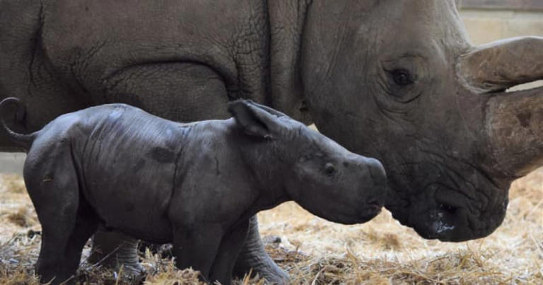 Rhino Rescue: Surrogacy May Save Endangered Northern White Rhinoceros