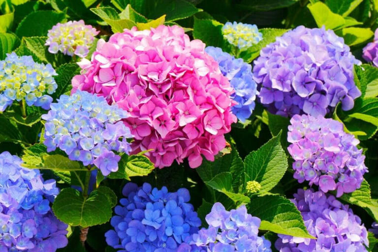 How to Fertilize Hydrangeas for Optimal Growth Each Season