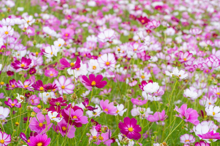 Best Soil Types for Cosmos Flowers to Thrive