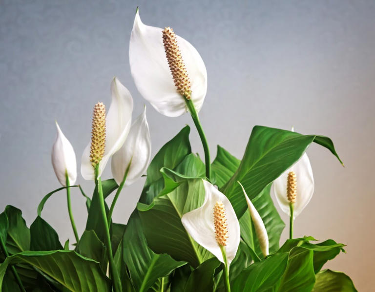 8 Common Peace Lily Plant Pests and Diseases (and How to Deal With)