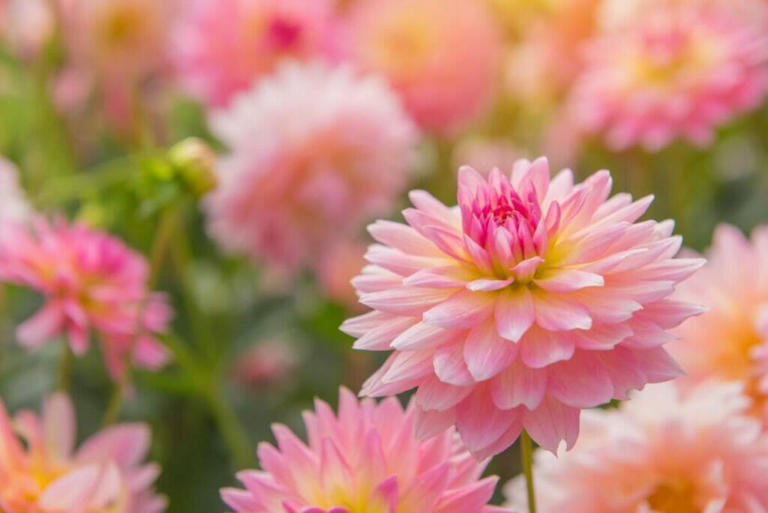 How to Fertilize Dahlia Flowers for Optimal Growth