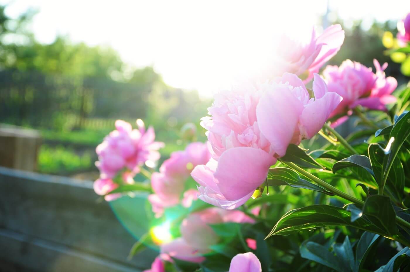 Peonies And Sunlight: How Much Do They Really Need?