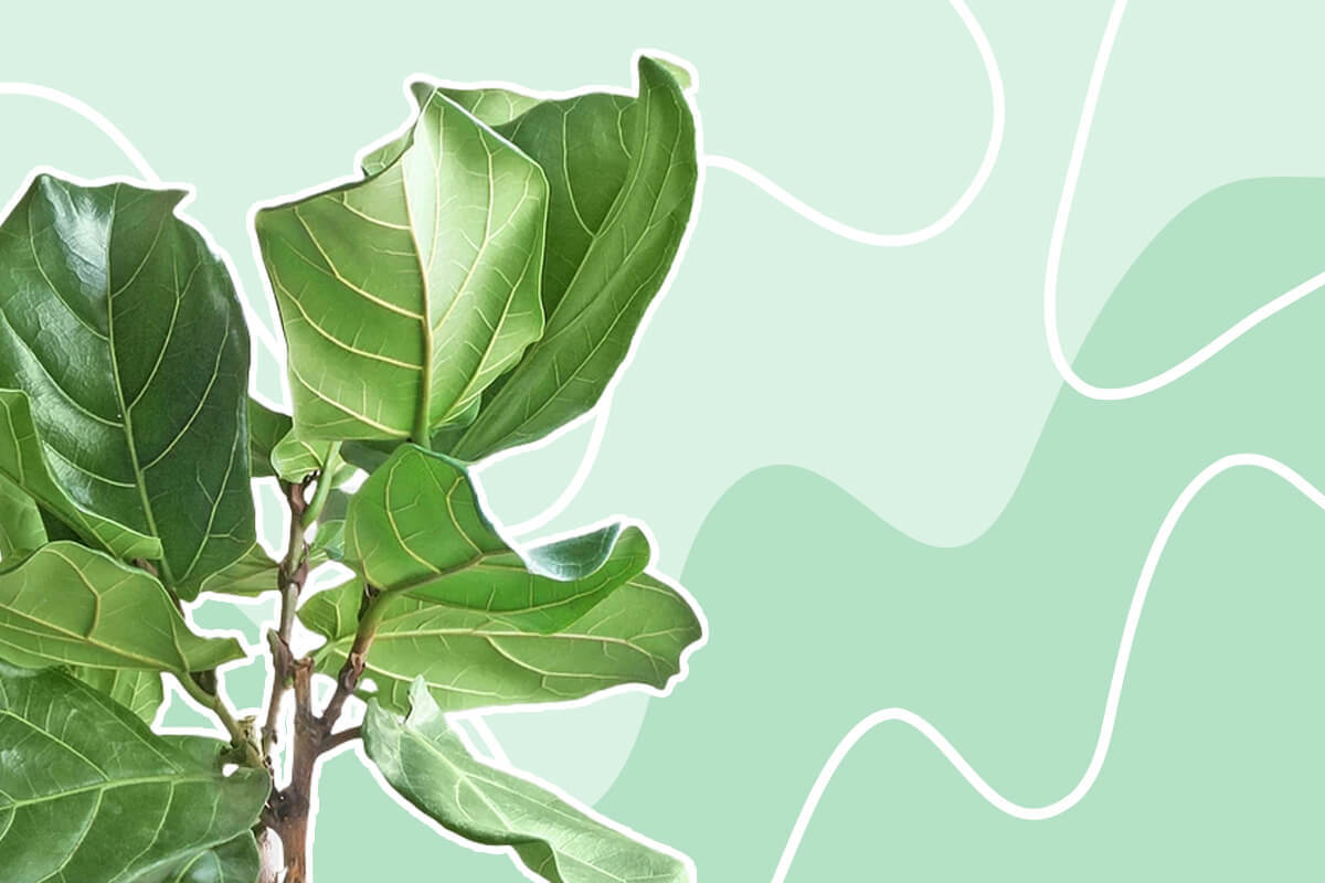9 Reasons Your Fiddle Leaf Fig is Dropping Leaves