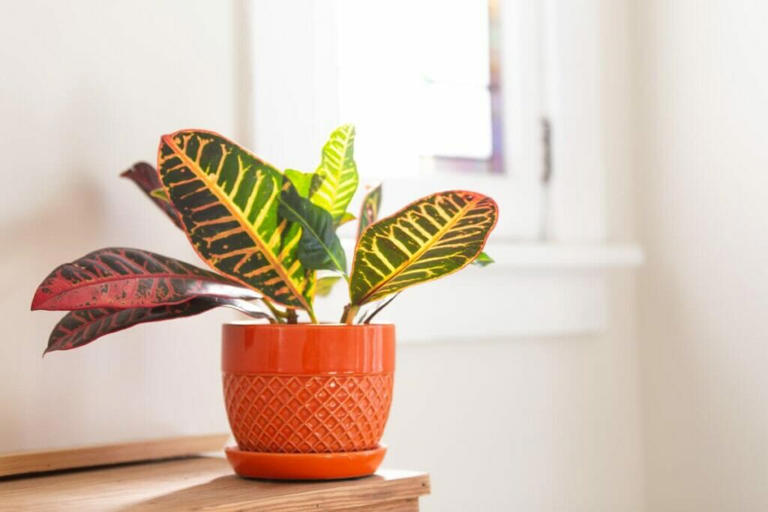 9 Amazing Uses and Benefits of Croton Plants