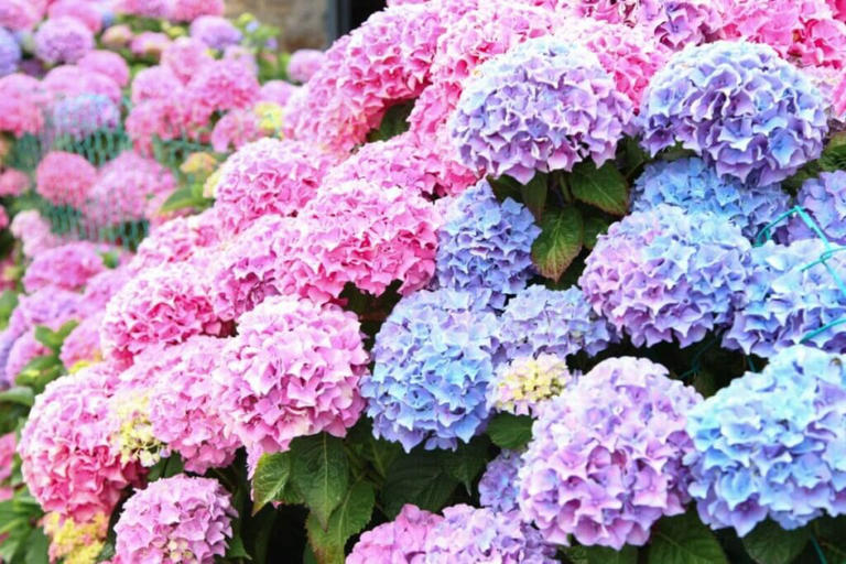 Hydrangea Transplant Guide: A Simple Approach For Success