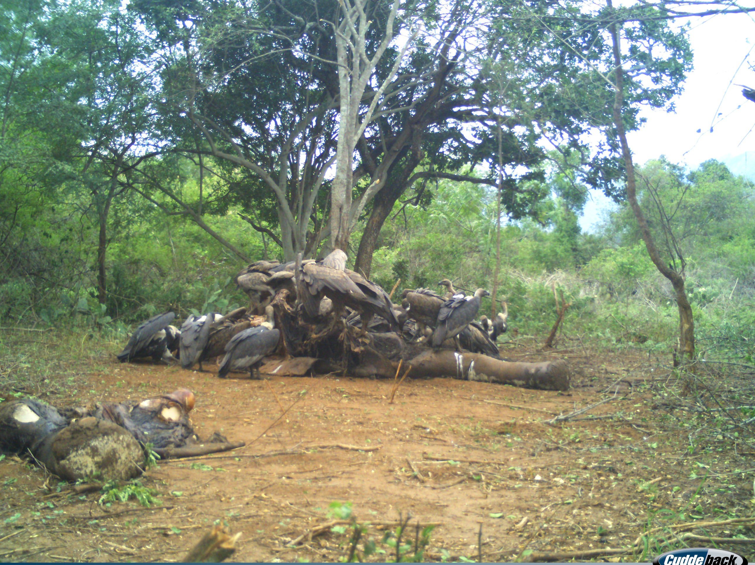 Vulture Population Across Three South States Rises To 320; Maximum ...