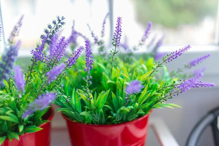 Best Soil Types For Thriving Lavender Plants