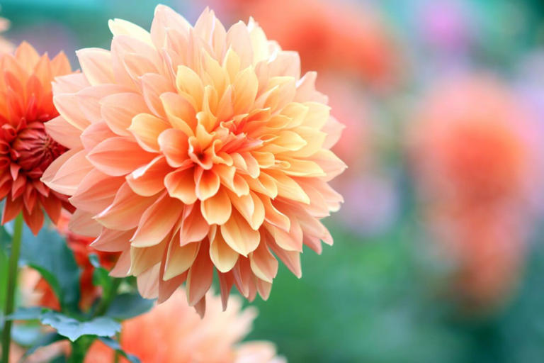 Dahlia Gardening: Essential Soil Tips for Stunning Flowers
