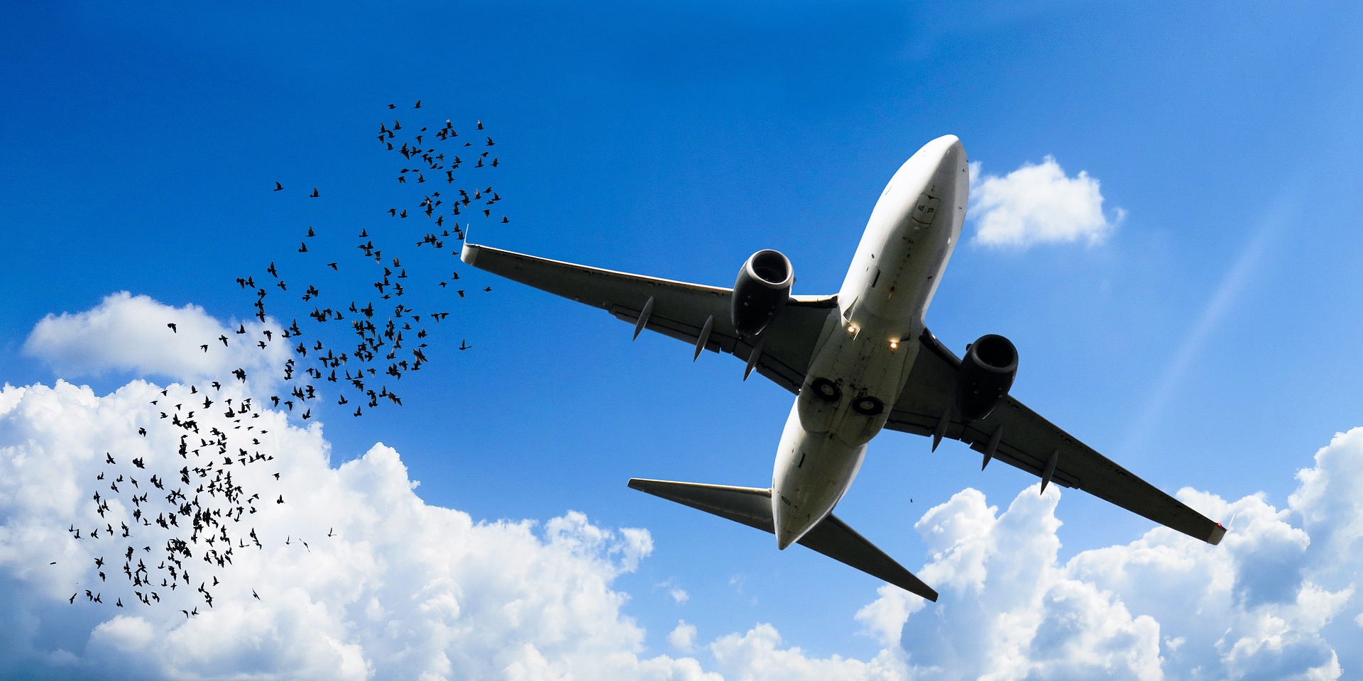 Bird strike: perché un uccello può mettere a rischio un aereo