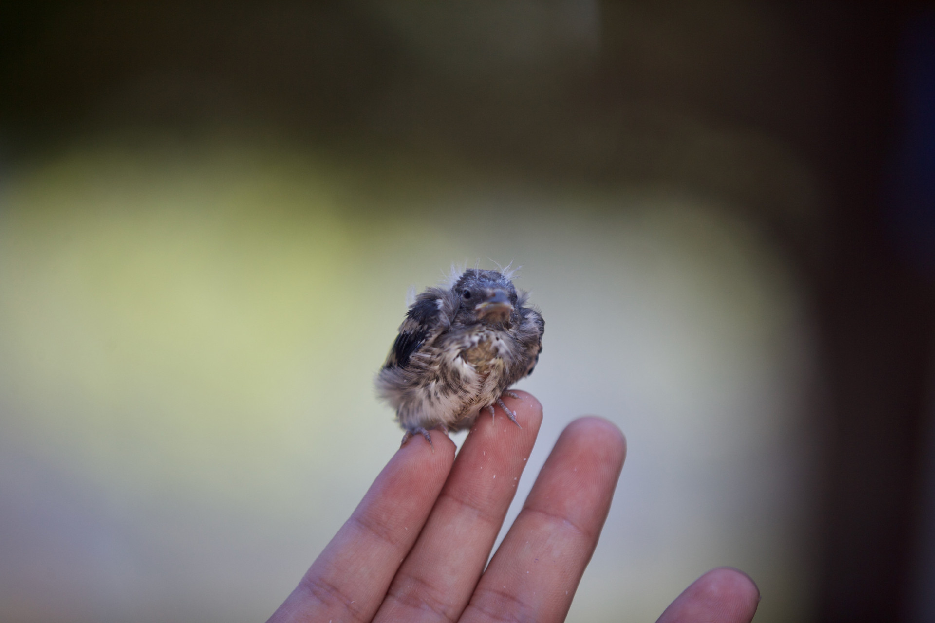 Als je een babyvogeltje vastpakt, zal de moeder het afwijzen