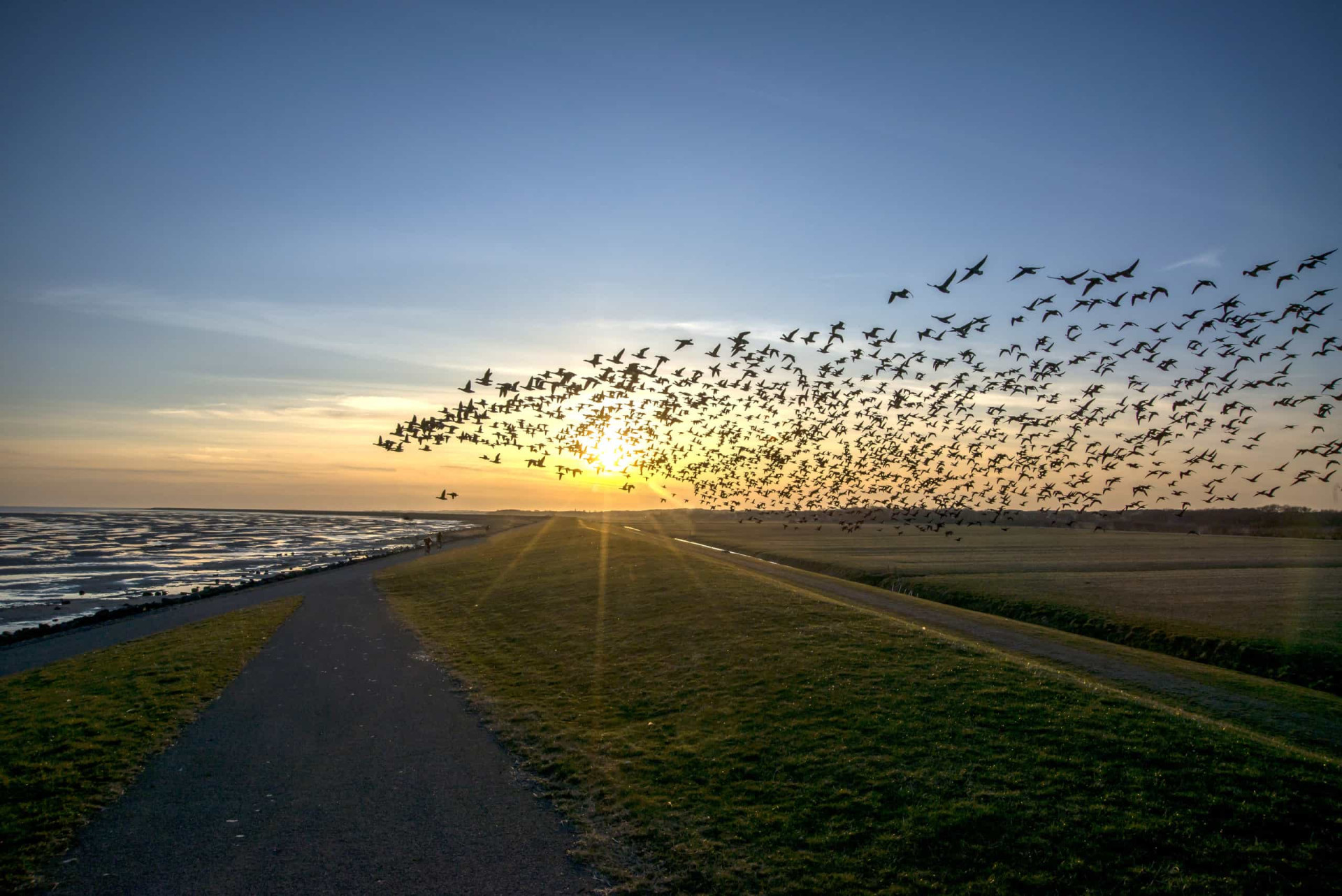 These animals travel the furthest