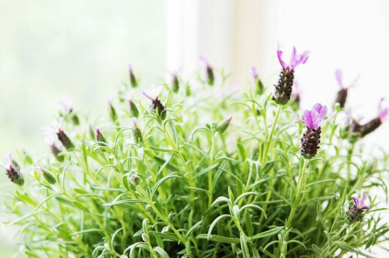 Best Soil Types For Thriving Lavender Plants