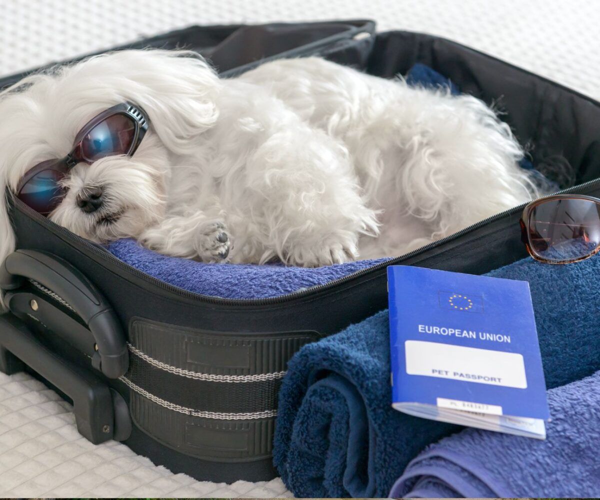 Six Travel Tips To Remember When Flying With Pets   BB1hf3he.img