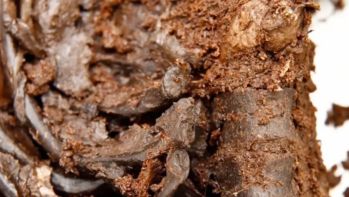 archäologische sensation – ein organ wohl noch erhalten: 2500 jahre alte leiche gefunden