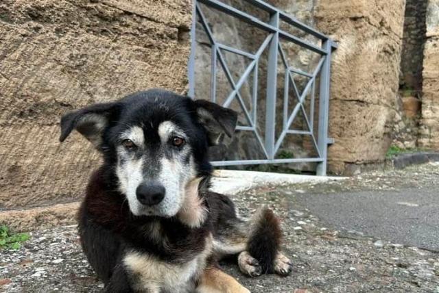 murió argo, el perrito que visitaba todos los días el parque arqueológico de pompeya