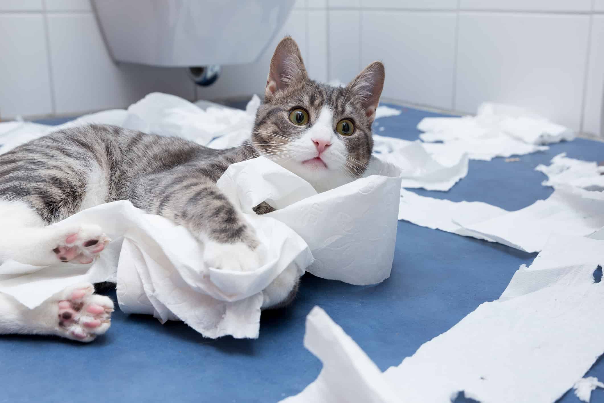 Can Cats Get IBS? 10 Things You Need to Know